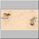 Andrena barbilabris - Sandbiene w07 11mm.jpg